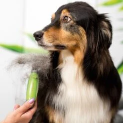 Moser Unterwollrechen -ROYAL CANIN Verkaufsgeschäft a9457afef8cc9854b1cc05428060e6aca1aa62d7 f209ef3f70da272484eca7394d5156f09925de7d