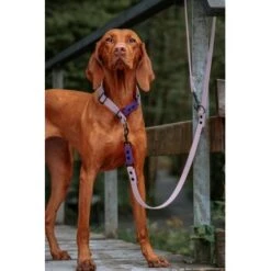 THE DOG IDEA Zugstopp Halsband Neongelb XS -ROYAL CANIN Verkaufsgeschäft a9eb65b18679db5887663cecee11d1f4cbdc5136 1499718 de DE 00037f8dfd20b509a936d62cc8e84568730e7f27kBE7UH