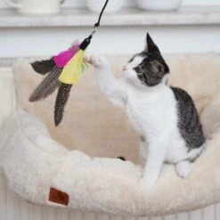 Schlitzohr Katzenangel Federanhänger 5x -ROYAL CANIN Verkaufsgeschäft ac968f3e92fea38def92e5a7524fa7085dc78563 1484675 de DE ddb20d567bfb55f49958028f07ad50186cd87523xUAnfc