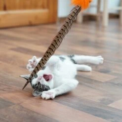 Schlitzohr Federwedel Birdy 3er Pack -ROYAL CANIN Verkaufsgeschäft b2468018bd2b888c11ee64154d86732de60c7830 1659562 de DE 7d36675a42a956412d003b03e1f072b0ae0379063UsHBd