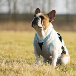 Trovet Suitical Kühlweste Dry Cool M -ROYAL CANIN Verkaufsgeschäft b32e0654ab987d26790de796cf13d2e54cbed73f 1321386 de DE Trovet suitical 6 Kopie