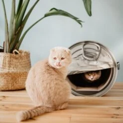 District 70 CAN Cardboard -ROYAL CANIN Verkaufsgeschäft b74e7b3e816e0644dc79f2602e8fd6b2e0c86d73 287b4bbd5048dc2cbb169bff1f18c2c75fd90f94