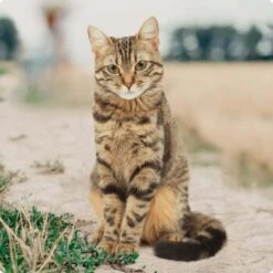 REAL NATURE Kitten Kalb & Geflügel Mit Lachsöl 6x400 G -ROYAL CANIN Verkaufsgeschäft bc56b458619aa86240780c2f64ff928db9b8da6b 1246887 de DE Real Nature Original Cat Bild 7