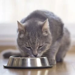 Beaphar Nierendiät 16x100g Taurin -ROYAL CANIN Verkaufsgeschäft c8ad53123d72effc89c2ae025e79641301e53f5e 89f1c3670cc0f79e4e6f030d0f9496acd74a2918