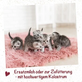 FeliTATZ Kittenmilch 350g 90 G 4 FeliTATZ Kittenmilch 350g 90 G – Bild 2