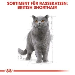 ROYAL CANIN British Shorthair 12x85g -ROYAL CANIN Verkaufsgeschäft cef864a6d96bd724a83d6f9b8b025859b152e48f 162627d7285521633865f39e7637e23ccc5e9a86
