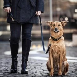 THE DOG IDEA Biothane Halsband Gold Braun XS -ROYAL CANIN Verkaufsgeschäft d512e094ef874a15eecfe9b828bfc911b6bf4b89 1655403 de DE 01b2176a917ca11ea55be7a01d9a2ab678a246c6hgv4Ao