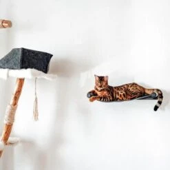 Canadian Cat Company Filz-Hängematte Für Die Wand 17 Canadian Cat Company Filz-Hängematte Für Die Wand -ROYAL CANIN Verkaufsgeschäft d6982ed9d12e9d0cbfd4107464642cbf75290f16 1360996 de DE d8ac4e7927d3348063cd4288852ccba5cd28bc01nV0N95