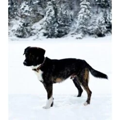 THE DOG IDEA Leder Halsband Braun M -ROYAL CANIN Verkaufsgeschäft d8ca7bc3828d16074c5d827bcc0f58424320f84a 1674220 de DE df357a2df676d1e49242475e238a569ba819be80eocDGG