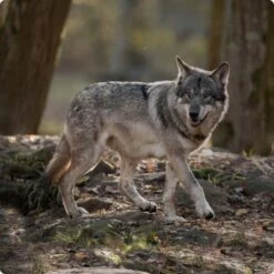 REAL NATURE WILDERNESS True Country Junior 16x100g -ROYAL CANIN Verkaufsgeschäft d8df16d01d44eca47dceb4029baf88ff4ded8402 1248542 de DE Real Nature Wilderness Dog bild 7