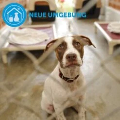 ADAPTIL Calm Halsband Anti Stress Erziehungshalsband S-M -ROYAL CANIN Verkaufsgeschäft d9bbd74a63f2c6a012923d517365dbb7e82e2006 1204441 9