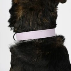 THE DOG IDEA Zugstopp Halsband Neongelb XS -ROYAL CANIN Verkaufsgeschäft dda2ed09e3d85518b8d8e19d6c96f55c6a8a1bab 1499718 de DE 28980d4f85ed77f0f1c620e21baef1d92d36b740GL6cyI