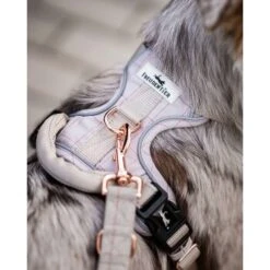 Freudentier Atmungsaktives Hundegeschirr S -ROYAL CANIN Verkaufsgeschäft dfd85e8a66f6fba5e82ceb62e116fbf7743591b2 1429123 de DE 960e026e6ecdd61315321da762eb8d6246f50023MkXX3W