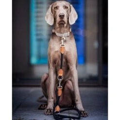 Freudentier Runde Hundeleine Aus Nylon -ROYAL CANIN Verkaufsgeschäft e043e3babe1da676083594f11784249ed4e700a3 1427873 de DE 7614b620bfe486fc2f3e63c25887ac1926715cda6Q1ahb