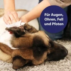 Canosept Universal Pflegetücher -ROYAL CANIN Verkaufsgeschäft e4abbc5a0fb4c9b867b7d8e60ad7b0e8f407ab85 1369844 de DE 4f10d1c9ba6bd03f611fcb62b65b8b3db11e268fbzSEN9