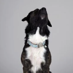 THE DOG IDEA Boho-Chic Halsband Sky S -ROYAL CANIN Verkaufsgeschäft e4b3c21c18cb662f31589c64dbf999f08cc7dd71 1485276 de DE 04533c3b55e4cd6d5cfc78f632290e4fe1832996kXES09