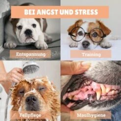 BeG Buddy Schleck-Kit, Leckmatte + Eis -ROYAL CANIN Verkaufsgeschäft eba268457e1b2a903d78d255eb815f62a57708e1 1480658 de DE d924f0bb8e68101ebbb22782b82d5b2a367631bdSk5hjI