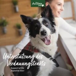 Aniforte Plus Magen & Darm 90 Tabletten -ROYAL CANIN Verkaufsgeschäft ee4705a2057b1edfe526ac54d24ab38e77b08466 1455900 de DE 5c17b7bc229b49c1931595cd931e95f6c72ef6cddQne1A