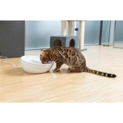 AniOne Keramik-Trinkbrunnen Waterfall Weiß Ohne Ersatzfilter 11 AniOne Keramik-Trinkbrunnen Waterfall Weiß Ohne Ersatzfilter -ROYAL CANIN Verkaufsgeschäft f5666e2f535275128e81462f19991e450c3d3f87 c66954489332ac4ff326811e24559ef9b2854fac