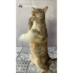 Kater Kasimir Premium Katzenangel Mit 4 Handgemachten Anhängern Aus Naturmaterial 9 Kater Kasimir Premium Katzenangel Mit 4 Handgemachten Anhängern Aus Naturmaterial -ROYAL CANIN Verkaufsgeschäft f5a0947d639de966c4125c979f26b15c23b5fa95 1408150 de DE aa9d1c169f7ec9191367c416c4b64e9770f966aeO7Adip