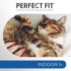 PERFECT FIT Beutel Indoor 1+ Huhn 5x1,4 Kg 14 PERFECT FIT Beutel Indoor 1+ Huhn 5x1,4 Kg -ROYAL CANIN Verkaufsgeschäft f89e95b65e2c59af18736d04672e37eab3ee6322 1002911003 4
