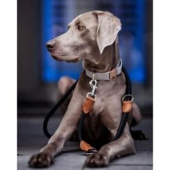 Freudentier Runde Hundeleine Aus Nylon -ROYAL CANIN Verkaufsgeschäft f8f256cdaeb1acde6809a45a599bd9fdb3390343 1427873 de DE 6abe2bc9d23b4a9d0cec286f93299c2255c7c0f6NATb9C