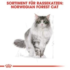 ROYAL CANIN Norwegian Forest Adult 10 Kg -ROYAL CANIN Verkaufsgeschäft fbb7469796543bd639ecf9b5bdacfec6845c76e4 cac6e10546e06170d84336bb88e578437b718711