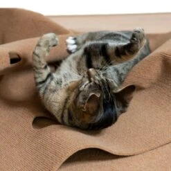 Canadian Cat Company Spielteppich Für Katzen Braun -ROYAL CANIN Verkaufsgeschäft feeb1471a0788eb13995861dfe89bb445b21d4b8 1394213 de DE 4a32360e22e339a18cf0f9a52c488f1077251d777uzNQw